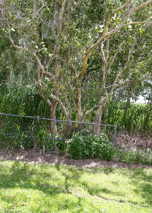 North Queensland Plants Myrtaceae